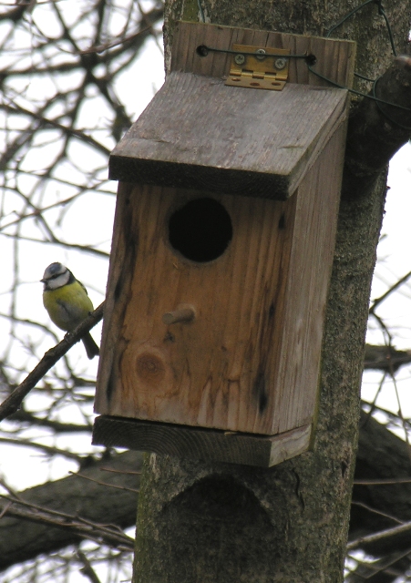 Cinciarella -  Cyanistes caeruleus